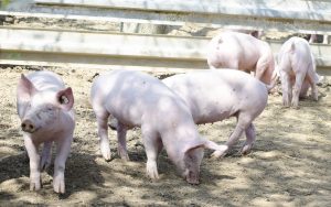 Unsere Schweine
